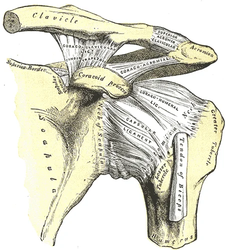 Anterior view of the left shoulder and acromioclavicular joint showing the acromion, coracoid process, coracoclavicular ligaments, clavicle, and glenohumeral joint capsule. Gray's Anatomy plate 326.