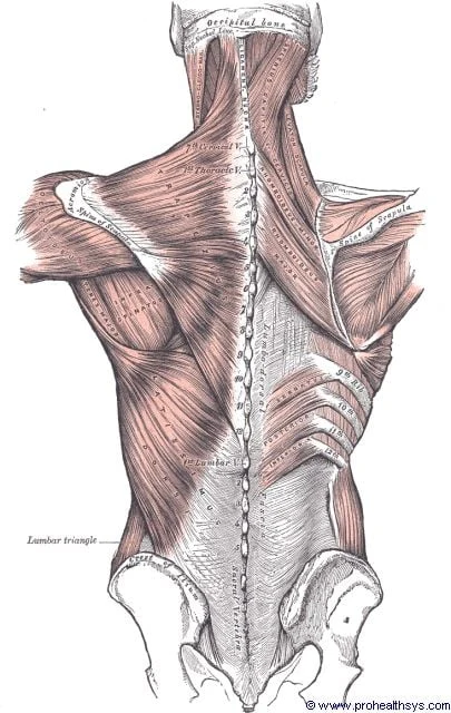 Posterior view of the back muscles showing the thoracolumbar fascia as a broad white band across the lumbar region, with erector spinae visible on both sides of the spine, the lumbar triangle labelled laterally, and vertebral levels marked. Gray's Anatomy plate 618.
